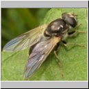 Cheilosia himantopus  - Erzschwebfliege w03.jpg